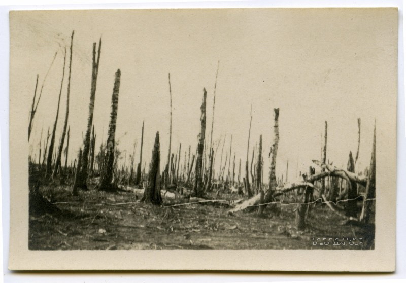 Уничтоженный российским артиллерийским огнем лес на позиции «Лес Гинденбурга» у деревни Вилейты. Апрель 1916 г.