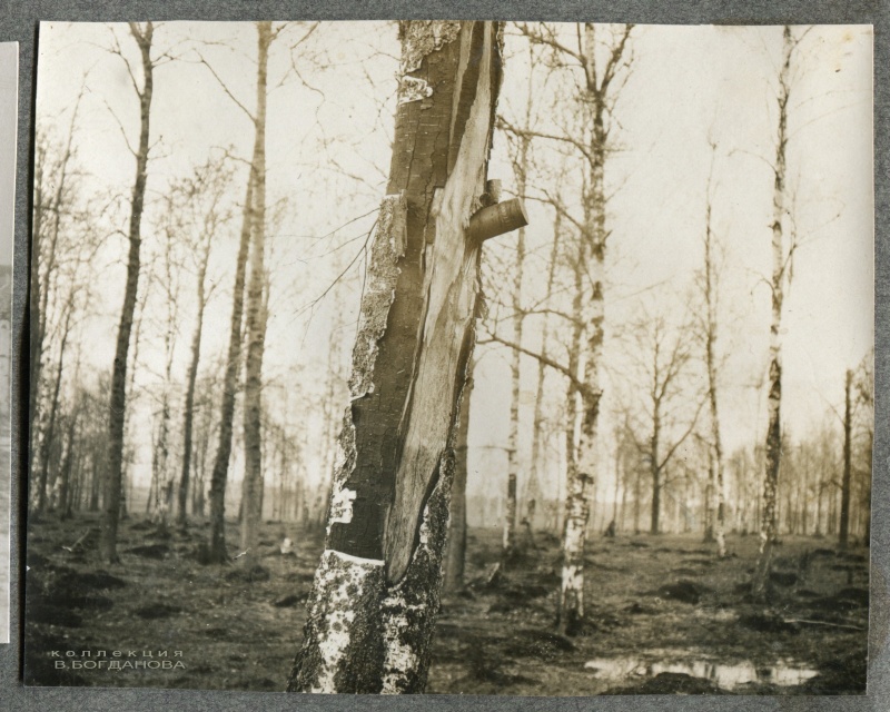 Русский снаряд, застрявший в дереве на немецкой позиции «Просека Мули» у деревни Можейки. Апрель 1916 г.
