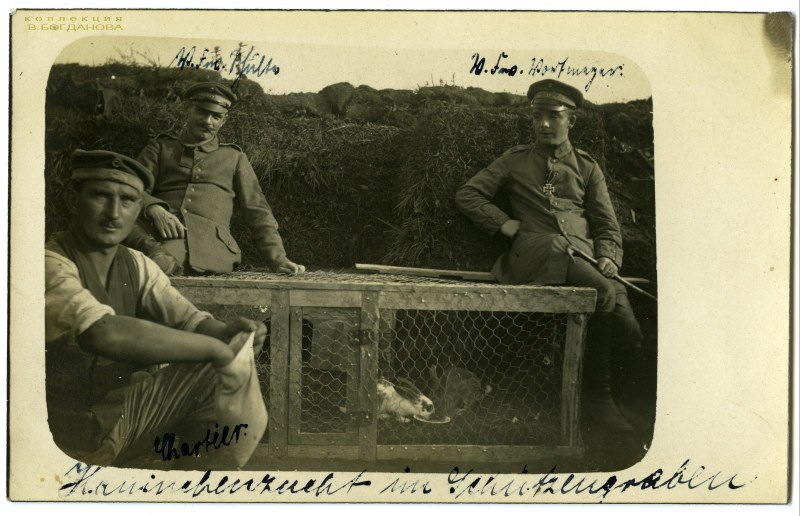 Из надписи на фото: «Разведение кроликов в окопах на передовой». Из альбома лейтенанта Рубенса, пехотный полк № 17 (IR 17).